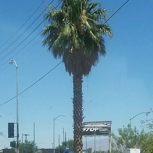 Meet your Posher, Raven